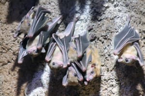 Noć šišmiša u zagrebačkom ZOO-u. Prava prilika za upoznati stanovnike mnogih špilja na našoj obali!