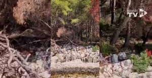 STRAŠNE POSLJEDICE Vezivanje kruzera i jahti uz stabla uzelo danak: "Sve više ih je iščupano, usahlo, slomljeno..."