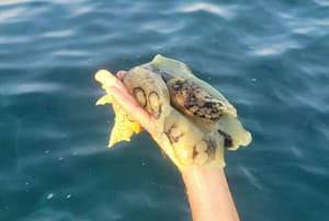 Na rtu Kamenjak u Istri pronađena još jedna vrsta iz tropskih mora!