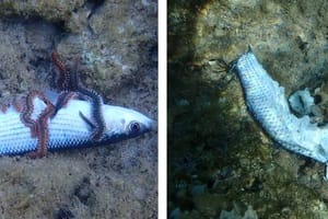 Vatreni crv se namnožio - pogledajte kako su pojeli cipla u plićaku na Korčuli!