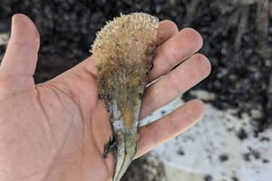 Kod Šibenika pronađeno pet mladih plemenitih periski!