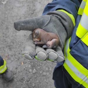 Upoznajte Pabla, malenu vjevericu koju su riječki vatrogasci spasili iz šumskog požara