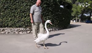 ČOVJEK I LABUD S JADRIJE Jedan događaj koji je promijenio dva života