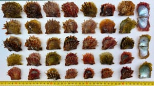 Biolog pronašao invazivne školjke bisernice na Braču: "Nikad više živih primjeraka - Jadran se mijenja brzinom svjetlosti!"