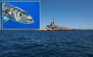 Barakuda u samoobrani kod otočića Blitvenica napala podmorskog ribolovca - Završio je u šibenskoj bolnici!