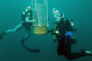 SAD IH JE 30 ZDRAVIH NA JADRANU! Preseljenje periski iz šibenskog uzgajališta u more