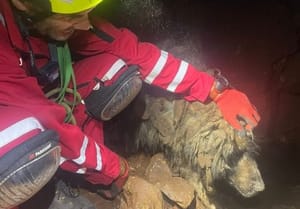 Preživio od klaoničkog otpada i smeća - Pas spašen iz 40 metara duboke jame u Dalmaciji