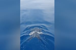 U Jadranu uočena ugrožena životinja, stručnjaci uplašeni: "Kod nas je vrlo rijetka, postoji velika opasnost..."