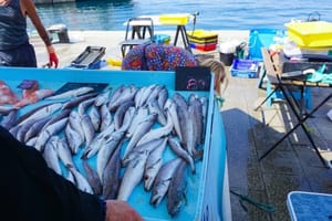 Ribolovni kup u Paškoj vali!