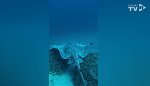 RASPON KRILA JOJ JE 2 METRA Kod Lastova snimljena rijetka vrsta