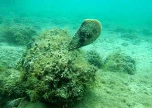 Kod Zečeva pronađena živa periska - Do sad ih u Jadranu potvrđeno samo 29!