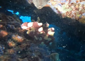 STRUČNJAK IZ INSTITUTA ZA OCEANOGRAFIJU I RIBARSTVO TVRDI: "Masovni pomori morskih spužvi nisu ništa novo, one su jako osjetljive, no ima jedna dobra vijest!"