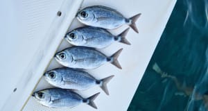 Premda brojna, mnogim ribolovcima ona je samo usputna i slučajna lovina