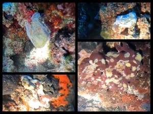 MORSKE SPUŽVE OBOLIJEVAJU - Mliječne ovojnice i bijele mrlje snimljene kod Makaraske i Brača!