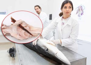 NEVJEROJATAN SLUČAJ Modrulj preživio teški ubod u glavu od sabljarke u južnom Jadranu