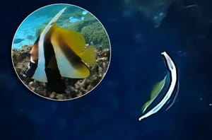 PRVI OVAKAV NALAZ! Otkrivena "Riba zastava", nova tropska vrsta u Jadranu