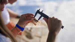 Institut za oceanografiju istraživao jadranske škampe: "Razdijelili su se kad je došlo do pada razine mora"