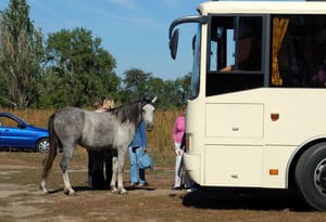 Između Vodnjana i Bala autobus udario u konja!