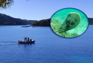 PREGLEDANI KOLEKTORI Lastovsko otočje u misiji spašavanja plemenite periske!