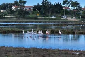 NAKON 7 GODINA U Nin su se vratili plamenci