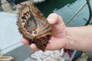 DIVOVSKI DLAKAVI TRITON Neobični morski puž zapeo u mreži za orade