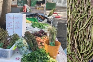 U Dalmaciji šparoge rastu kao da je proljeće, a ne listopad!