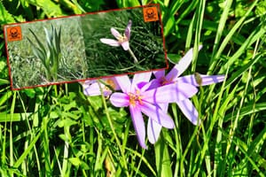 HGSS upozorio: "Nedavno smo spašavali osobu koja se otrovala ovom biljkom, pročitajte ovo i naučite!"