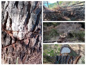 Divljaci s Marjana sjeku šumu na privatnim zemljištima zaštićenog područja: "Mnoga stabla zarezana i prepuštena odumiranju!"