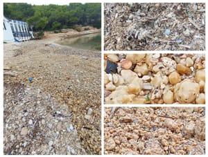 EKOLOŠKA KATASTROFA NA VRGADI  Otočani: "Ljepljiva masa prekrila nam more i plažu, sve smrdi, nautičari bježe, ovo je neizdrživo! Ribogojilište: "To nema veze s nama!"