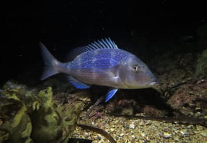 NJIHOVA VELIČANSTVA Zubatac je car od riba, kraljica je orada, a znate li tko su princ, knez i imamo li kralja?