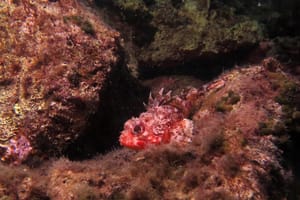 Velebitski škrpuni raznih boja i oblika. Ma pogledajte ih samo!