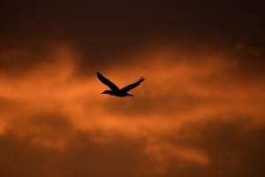 POTVRĐENO JE: "Izumrla je vrsta koja je boravila i u Hrvatskoj!"