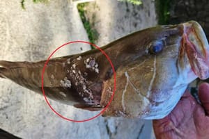 OPREZ! Kirnje u Jadranu obolijevaju, ugroženi i brancini - Institut za biologiju mora: "Radi se o virusu, nemojte jesti ovakvu ribu!"