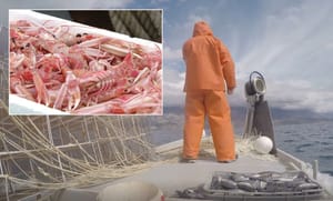 Izmjenjen Pravilnika o zaštiti riba i utvrđivanju štete - Dodaju se odredbe za gofa, lampuge, crvenog koralja, tuna i škampi