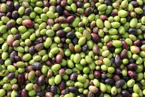 Na zadarskom području čovjeku ukrali 200 kg maslina!