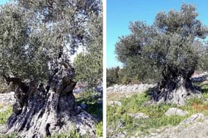 Ova maslina na Hvaru raste još od prije nove ere, a nitko ne zna koliko joj je zapravo godina: "Starija je i od Isusa Krista!"