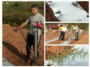 Mladi agronom pokraj Šibenika krenuo u novi trend krša - plantažu šparoga!