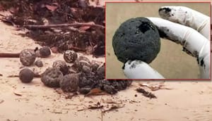 Otkriven sastav misterioznih kuglica koje su preplavile obalu Australije: "Odvratnije je nego se mislilo!"