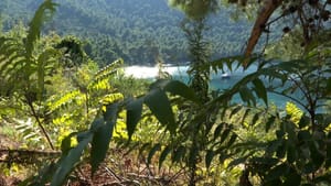 Dalmacija se bori s pajasenom, invazivnom biljkom koja ubija okolnu vegetaciju