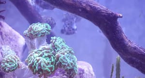 Više od 20 vrsta slatkovodnih i bočatih riba iz češkog uzgojnog centra stiglo u pulski akvarij