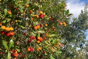 Šumarci uz pulsku obalu skrivaju zaboravljeno voće