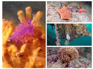 Predivno podmorje kanala Sv. Ante u Šibeniku