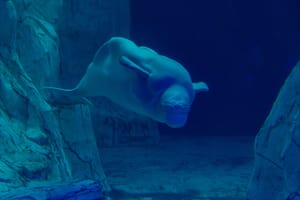 Norvežani tvrde da je beluga bila ruski špijun!