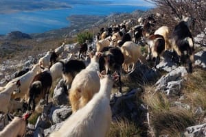 U malom mjestu podvelebitskog krša obiteljsko poljoprivredno gospodarstvo bavi se uzgojem koza