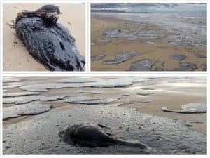 GOLEMA EKOLOŠKA KATASTROFA Debelim slojem nafte i mazuta pokrivene močvare s pticama i 35 km dosad netaknute obale!