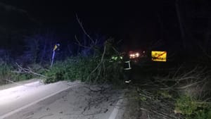 Bura srušila stabla na cestu između Bala i Pule