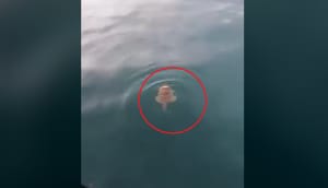 Riba iz velikih dubina u Senju snimljena u neobičnom ponašanju - Što se dogodilo?