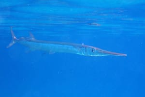 Velike ribe obožavaju živu iglicu, ali jedan je "detalj" u ribolovu jako bitan!