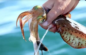 PLOČANSKI KRAK Prvi put u Pločama natjecanje u lovu na lignje s brodice