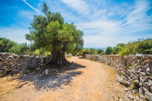 Gradonačelnik Paga o 'kozjoj cesti' za 80 tisuća eura: "SDP-ov kandidat za župana ne zna čitati proračun, evo o čemu se radi!